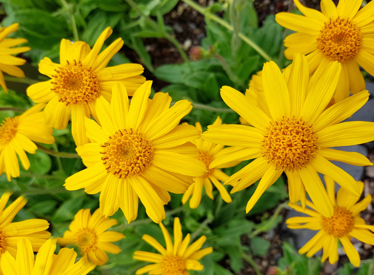 WHAT IS ARNICA AND HOW CAN IT HELP ME POST-SURGERY?